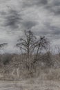 Dreary tree in a dead field
