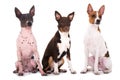Three american hairless terrier on white background Royalty Free Stock Photo