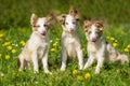 Three border collie puppies sitting in a dandelion meadow