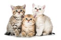 Three british shorthair kitten on white background