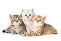 Three british shorthair kitten on white background