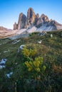 Drei Zinnen or Tre Cime di Lavaredo with beautiful jung pine tree in foreground, Sextener Dolomiten or Dolomiti di Sesto