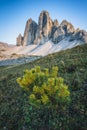 Drei Zinnen or Tre Cime di Lavaredo with beautiful jung pine tree in foreground, Sextener Dolomiten or Dolomiti di Sesto