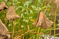 Dreid brown leaves of a sacred lotus plant