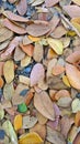 Dreid tree leaves in floor Royalty Free Stock Photo