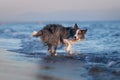 A drenched Border Collie dog trots through shallow sea waters