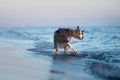 A drenched Border Collie dog trots through shallow sea waters