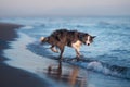 A drenched Border Collie dog trots through shallow sea waters