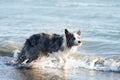 A drenched Border Collie dog trots through shallow sea waters