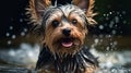 Drenched in Charm, Adorable Yorkshire Terrier Shakes Herself Dry, Locking Eyes with the Camera in a Candid Moment. Generative AI