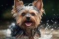 Drenched in Charm, Adorable Yorkshire Terrier Shakes Herself Dry, Locking Eyes with the Camera in a Candid Moment. Generative AI