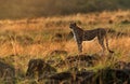 Drenched Cheetah during dusk, Masai Mara