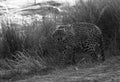 A drenched Cheetah shaking its head in the evening light at Masai Mara, Kenya