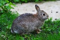 Drenched Eastern Cottontail, Sylvilagus floridanus, after a Rain