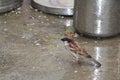 A drenched indian sparrow is eating things which are on the ground. Beautiful plumage with gray and brown