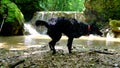 Drenched Mudis dog shakes off water, splashes fly in all directions.