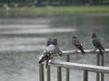 Drenched pigeons sit on a metal parapet against the background of a pond in the city garden. City birds in the rain on a