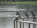 Drenched pigeons sit on a metal parapet against the background of a pond in the city garden. City birds in the rain on a