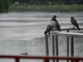 Drenched pigeons sit on a metal parapet against the background of a pond in the city garden. City birds in the rain on a