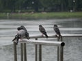 Drenched pigeons sit on a metal parapet against the background of a pond in the city garden. City birds in the rain on a