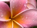 Drenched Plumeria Royalty Free Stock Photo