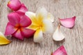 Drenched Plumeria. Nature, shapes. Royalty Free Stock Photo