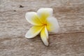 Drenched Plumeria. Royalty Free Stock Photo