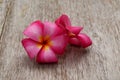 Drenched Plumeria. Royalty Free Stock Photo
