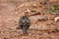 Drenched Red spurfowl walking