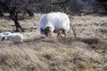 Drenthe heath sheep