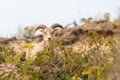 Drenthe heath sheep used for vegetation management