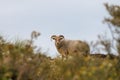 Drenthe heath sheep used for vegetation management