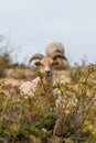 Drenthe heath sheep used for vegetation management