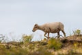Drenthe heath sheep used for vegetation management