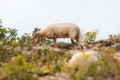 Drenthe heath sheep used for vegetation management