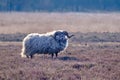 A Drents heather sheep in winter coat with long curved horns on the Meindersveen heath. Cold sunny day. Drenthe, Meindersveen, the