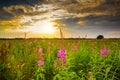 Drents landscape near Rolder Diep during sunset with blooming hairy fireweed, Epilobium hirsutum, Royalty Free Stock Photo