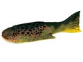 Drepanaspis Fish Side Profile