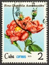 Dresden, Saxony, Germany - 11.07.2019: a stamp printed in Cuba shows rosa centifolia anemonoides flower, 1979