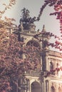 Dresden Semper Opera theatre Semperoper, front view in spring. Blooming branches on foreground. Royalty Free Stock Photo