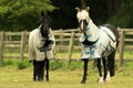 Dress-up horses against horse flies