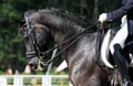 Dressage Royalty Free Stock Photo