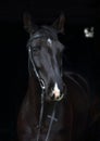 Dressage sportive horse with classic bridle in dark stable Royalty Free Stock Photo