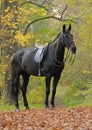 Dressage black horse in wood