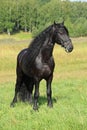 Dressage friesian horse portrait in outdoor