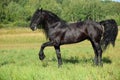 Dressage friesian horse portrait in outdoor Royalty Free Stock Photo