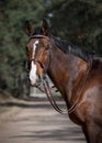 Dressage gelding horse in double bridle on forest road in spring daytime