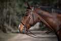 Dressage gelding horse in double bridle on forest road in spring daytime