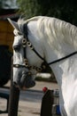 Dressage, head close-up Royalty Free Stock Photo