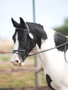 Dressage Head Shot